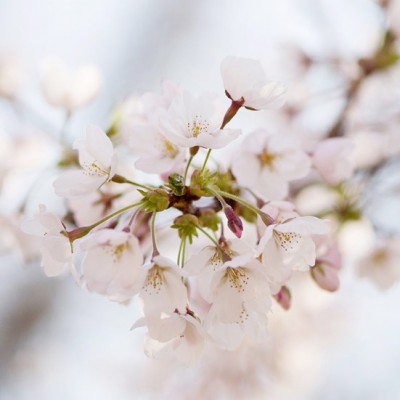 Cherry Blossom Season