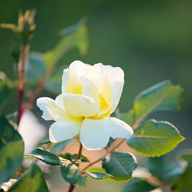 Dear Mom:
A silly poem for Mother's Day