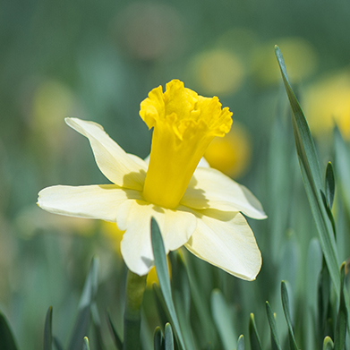 Earth Day 2015