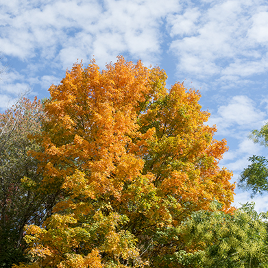 Fall Sessions: 
Lots and Lots of Fall Sessions :)