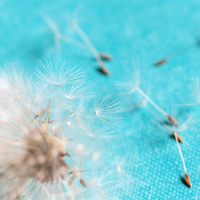 Make a Wish