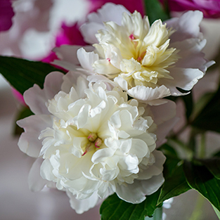 Musings of a Gardener:
Fleeting Moments of Fragile Beauty