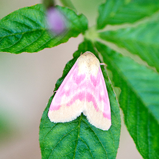 Scenes from My Garden:
The Rosy Maple Moth